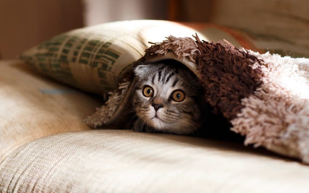 A cat peeking out from under a blanket
