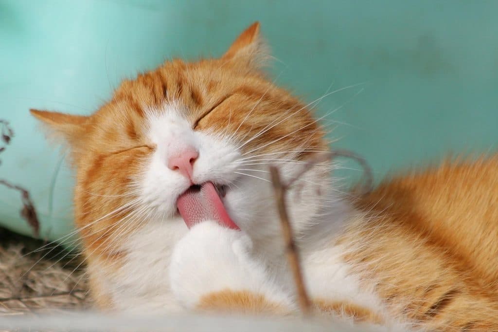 An orange and white cat grooming itself