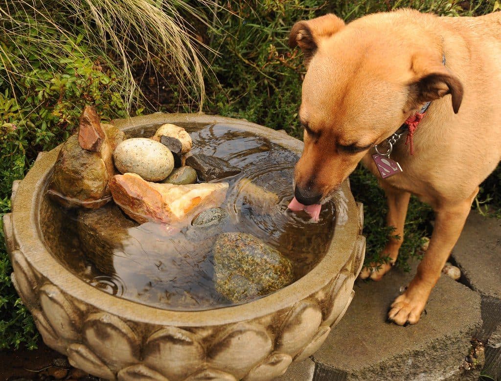 A dog drinking water from a stone basin in a garden
