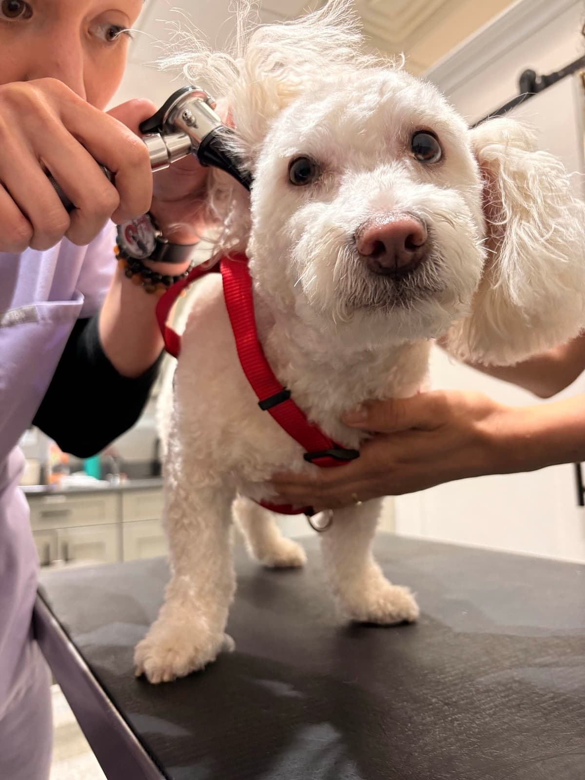A veterinarian checking a small white dog's ear with an otoscope