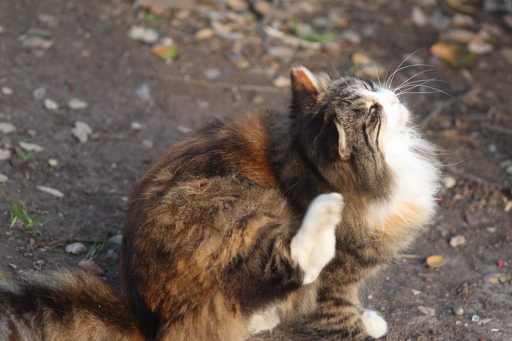 A cat scratching behind its ear outdoors
