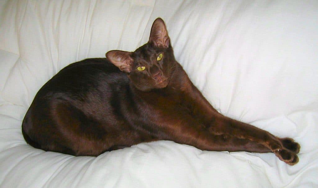 A brown cat stretching out on a bed
