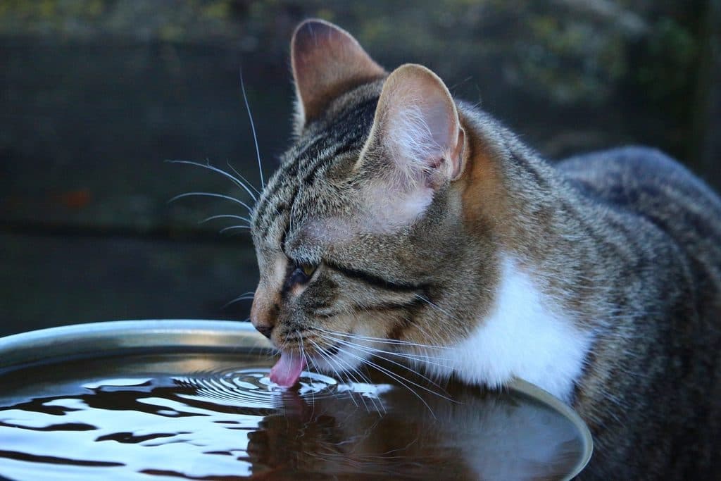 A tabby cat drinking water from a bowl