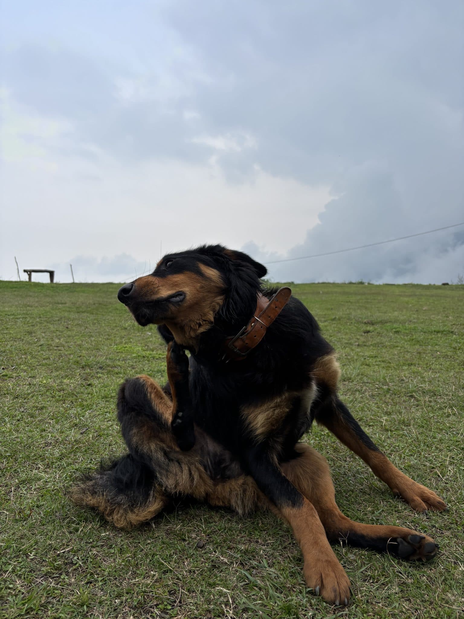 A dog sitting in a grassy field, scratching itself with a back leg