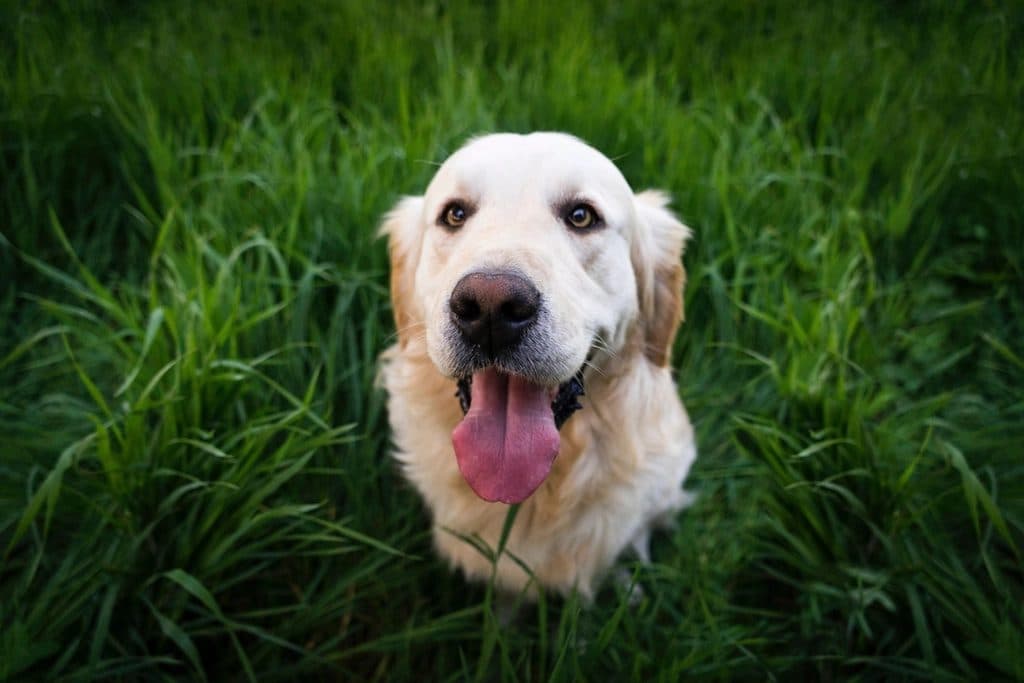 A golden retriever sitting in tall grass