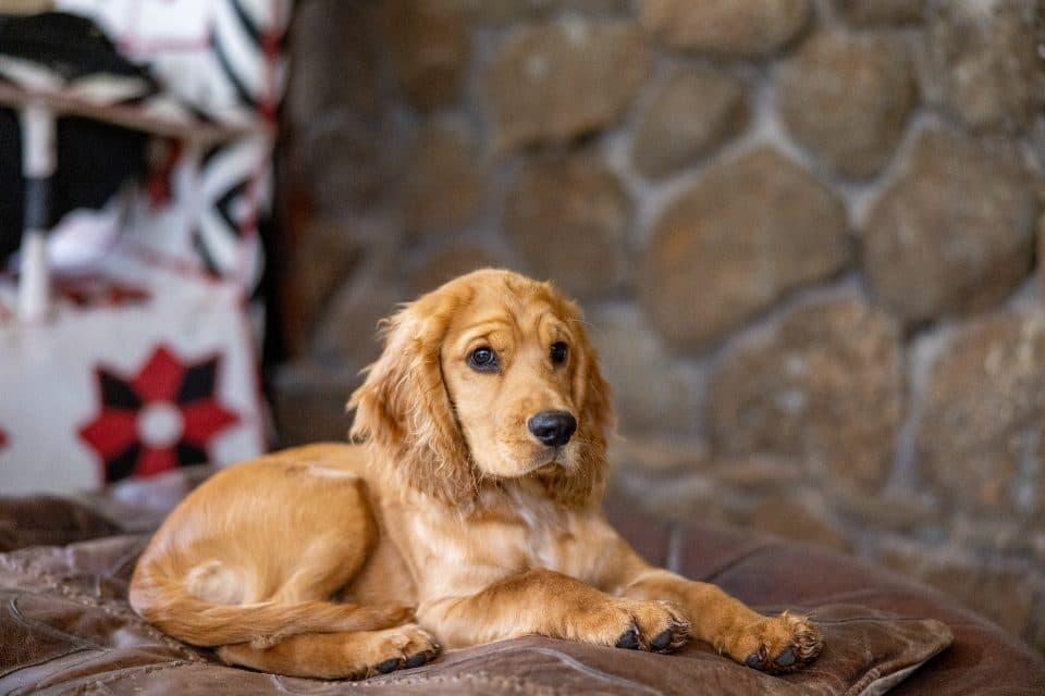 A golden spaniel with a soft, glossy coat lying on a cushion