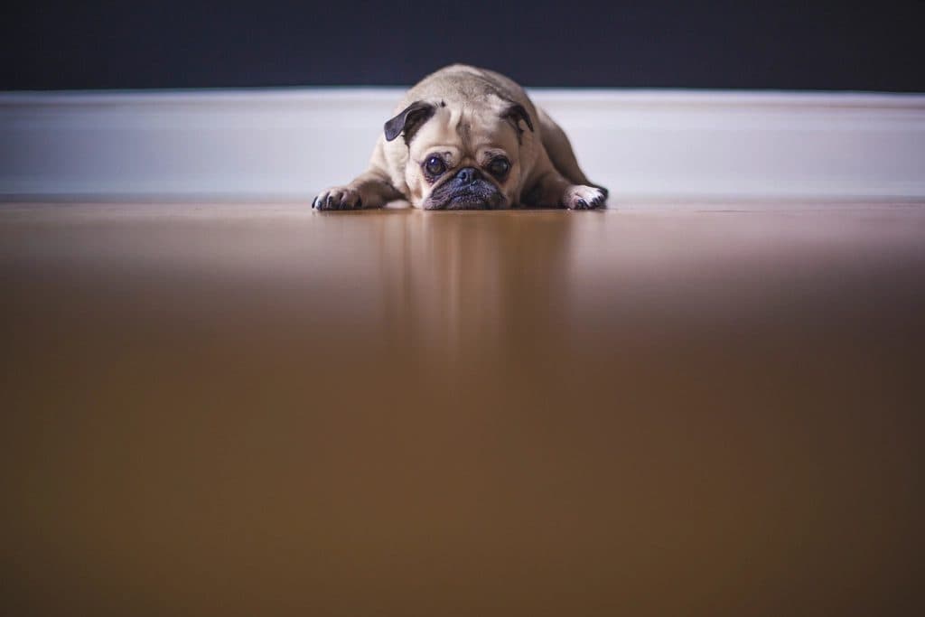 A tired pug lying flat on the floor