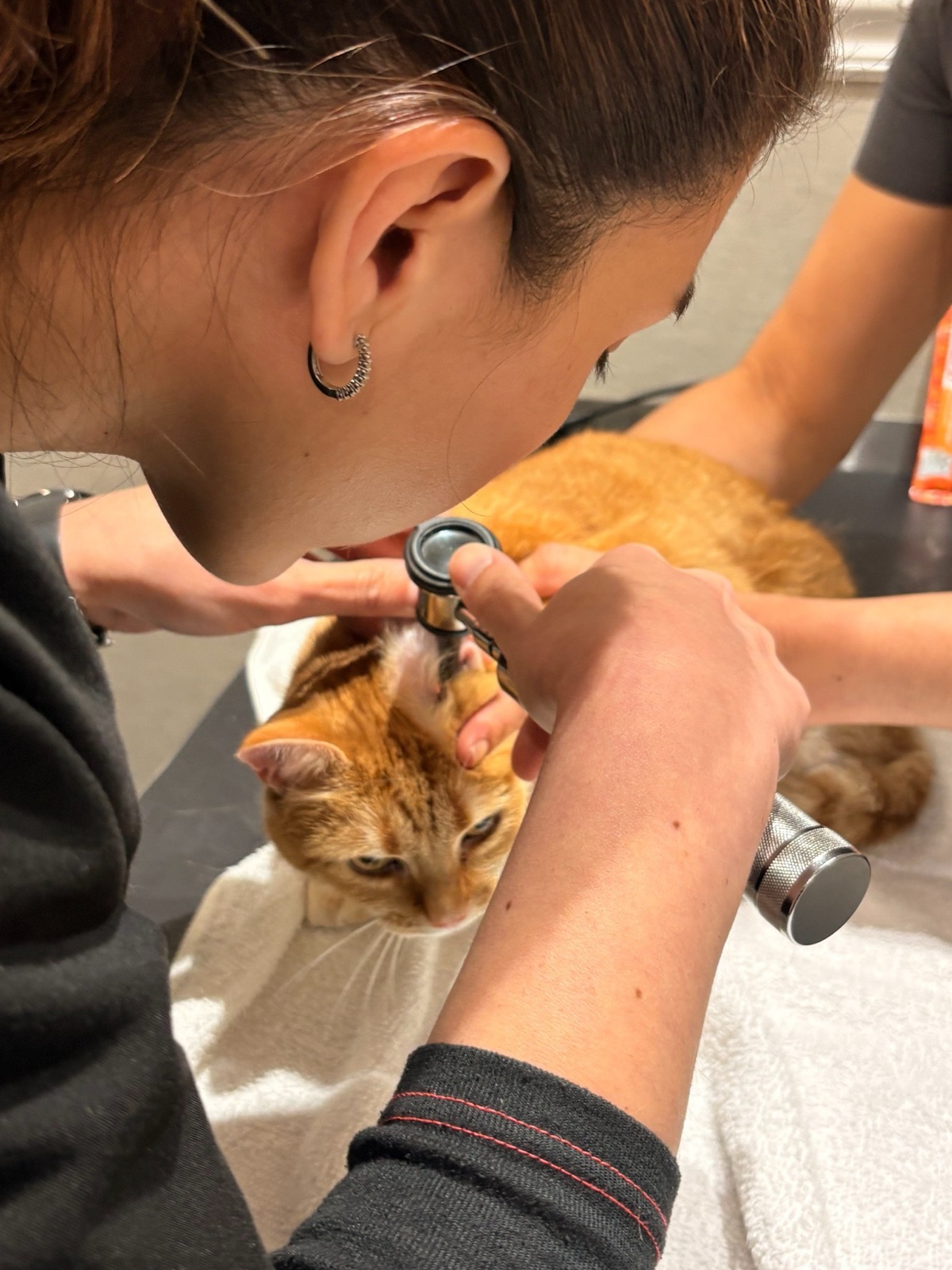 A veterinarian examining a ginger cat during a checkup